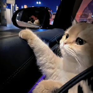 黑人把逼操出水的视频了
